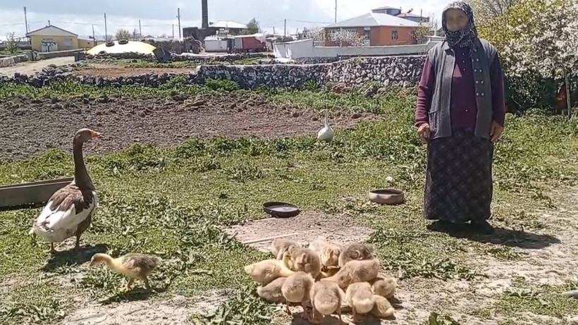 Çocuk gibi büyütüyor, altın gibi satıyor! Artık ziynet eşyası kadar değerli