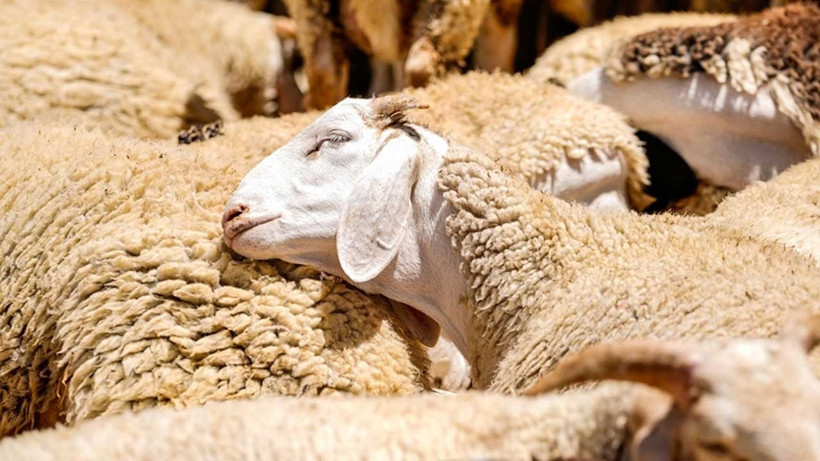 Kurban Bayramı'nda 3 milyon 330 bin hayvan kesildi