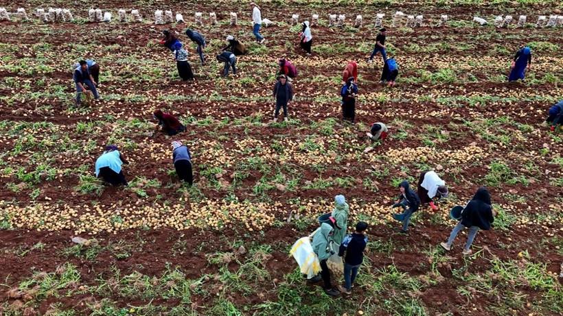 Günde 300 ton patates taşıyorlar, ayda 100 bin lira kazanıyorlar!
