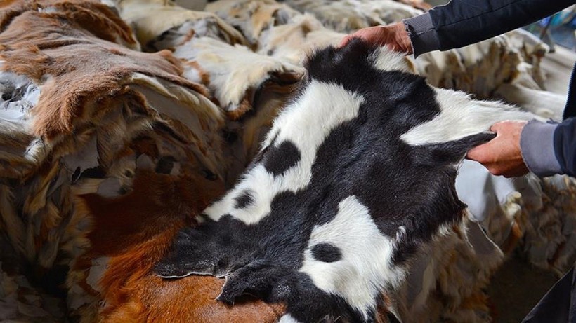 Kurban derileri ziyan oluyor: Kayıplar yüzde 50 seviyesinde