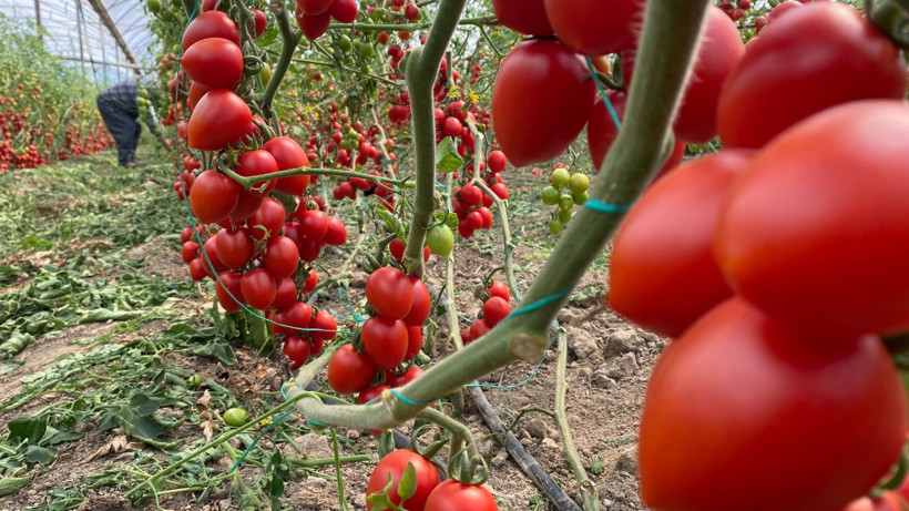 Antalya’da domates bereketi: Haziranda yıllık bazda yüzde 86 arttı