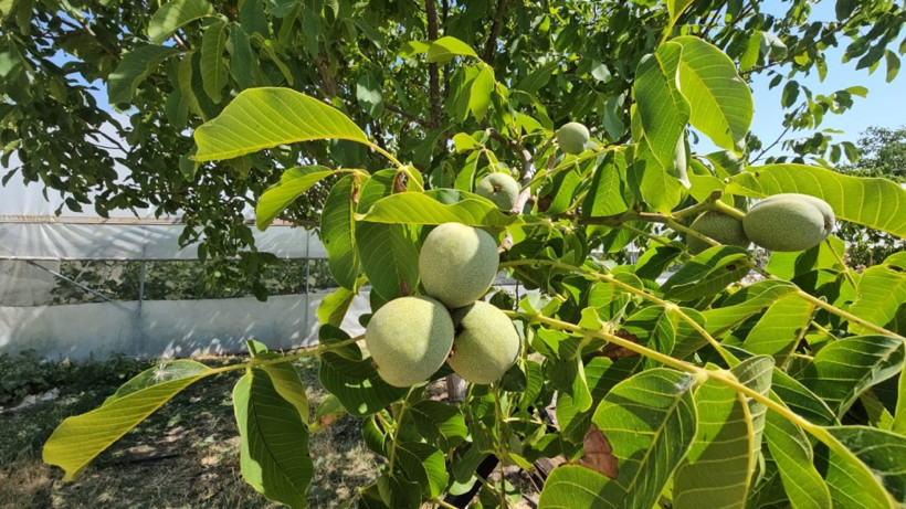 Zirai don buraya uğramadı! Çiftçi rekoltede rekor bekliyor