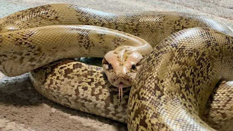 Hindistan'da şok eden olay: 1 yaşındaki bebek, pitonu ısırarak öldürdü