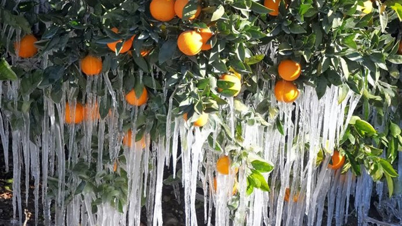 Meteorolojiden zirai don uyarısı