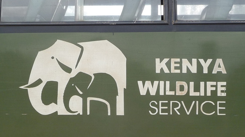 Kenya yurt dışına yılan satışını yasakladı