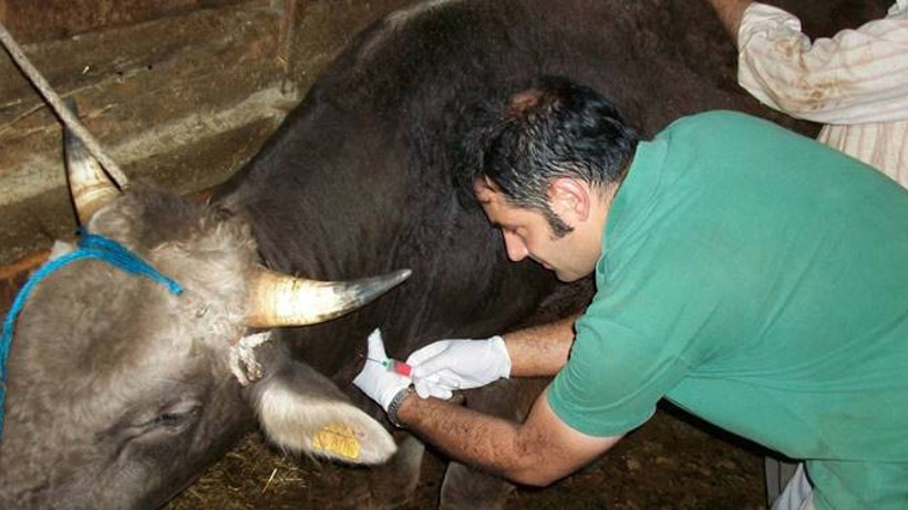 Veteriner aşılama ücretine devlet desteği geliyor