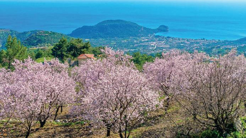 Datça'nın dört bir yanında baharın habercileri