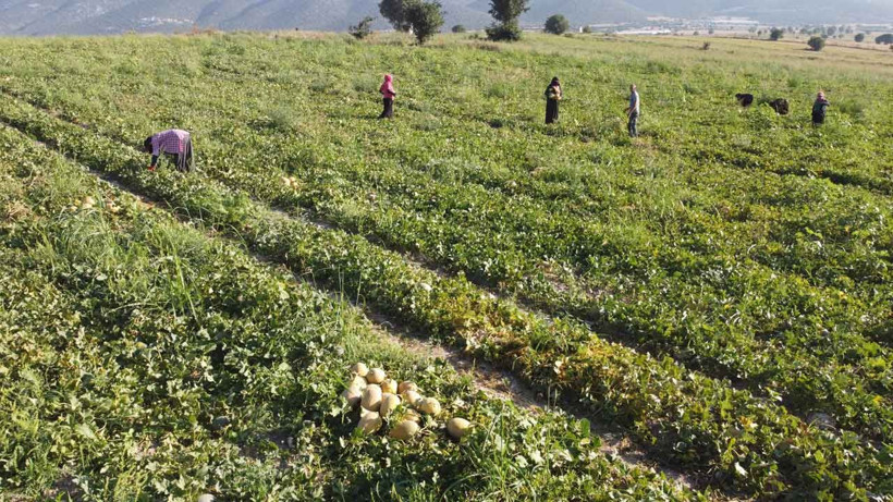Bilecik'teki 'Medetli kavunu' İstanbul yolunda - Resim: 1