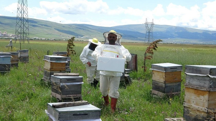 Arı zehrinin fiyatı dudak uçuklatıyor: Kilogramı 100 bin dolar - Resim: 6