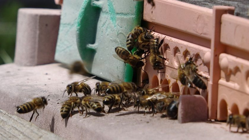 Arı zehrinin fiyatı dudak uçuklatıyor: Kilogramı 100 bin dolar - Resim: 9