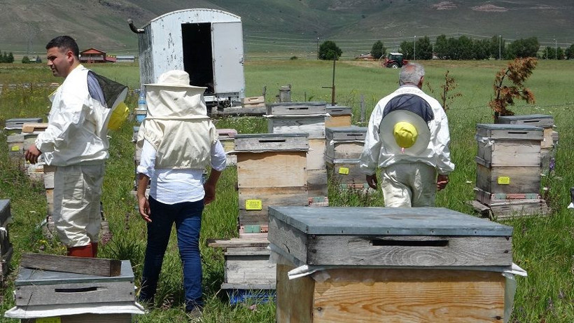 Arı zehrinin fiyatı dudak uçuklatıyor: Kilogramı 100 bin dolar - Resim: 10