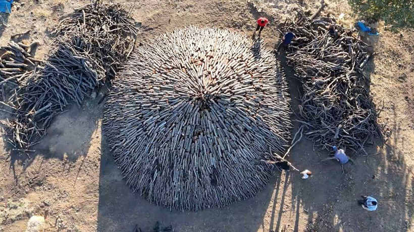 Torlukçuların zorlu mesaisi başladı! Alın teriyle gelen kazanç: 1 milyon 210 bin lira! - Resim: 2