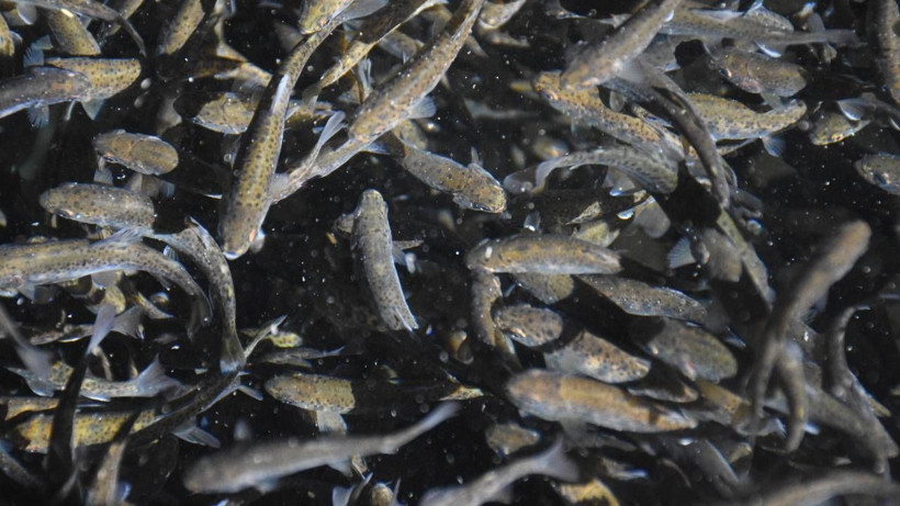 Nüfusu 142 kişi olan köyden 10 Avrupa ülkesine dev ihracat - Resim: 5