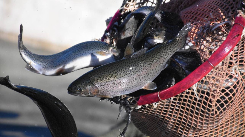 Nüfusu 142 kişi olan köyden 10 Avrupa ülkesine dev ihracat - Resim: 2