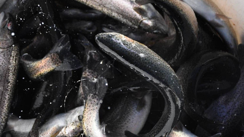 Nüfusu 142 kişi olan köyden 10 Avrupa ülkesine dev ihracat - Resim: 1