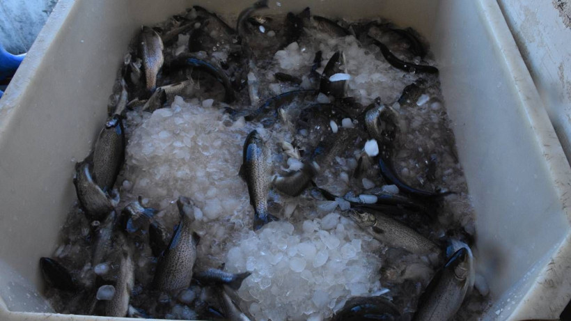 Nüfusu 142 kişi olan köyden 10 Avrupa ülkesine dev ihracat - Resim: 6