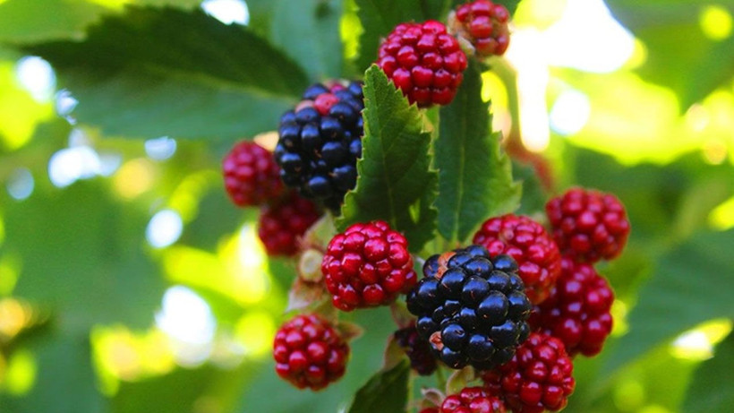 Meyve ve sebzelerde pestisit alarmı: Çilek, ıspanak ve elma zirvede - Resim: 3
