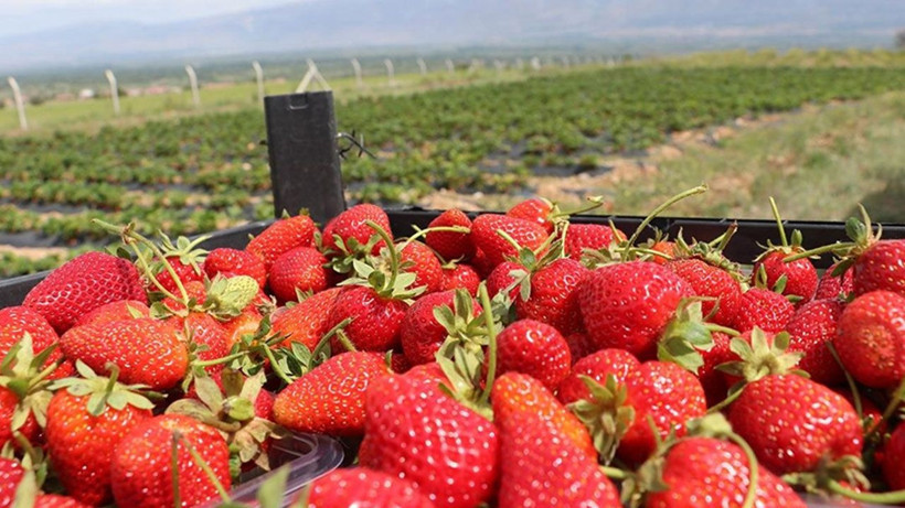 Meyve ve sebzelerde pestisit alarmı: Çilek, ıspanak ve elma zirvede - Resim: 1