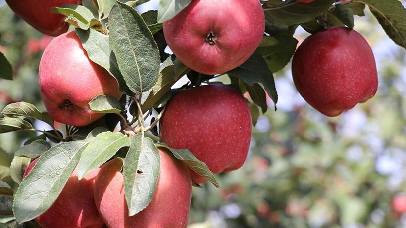 Meyve ve sebzelerde pestisit alarmı: Çilek, ıspanak ve elma zirvede - Resim: 4