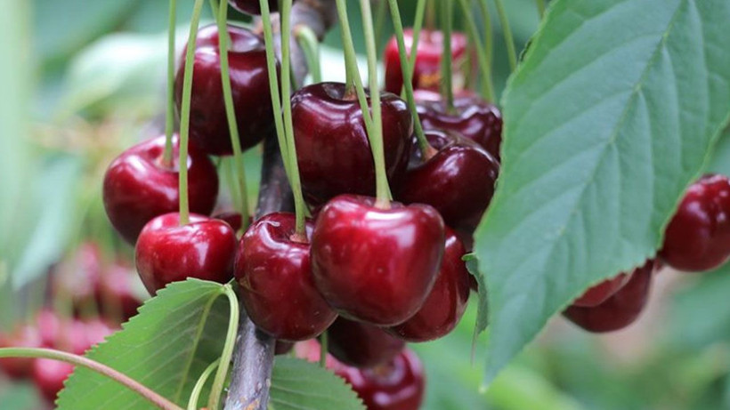 Meyve ve sebzelerde pestisit alarmı: Çilek, ıspanak ve elma zirvede - Resim: 6