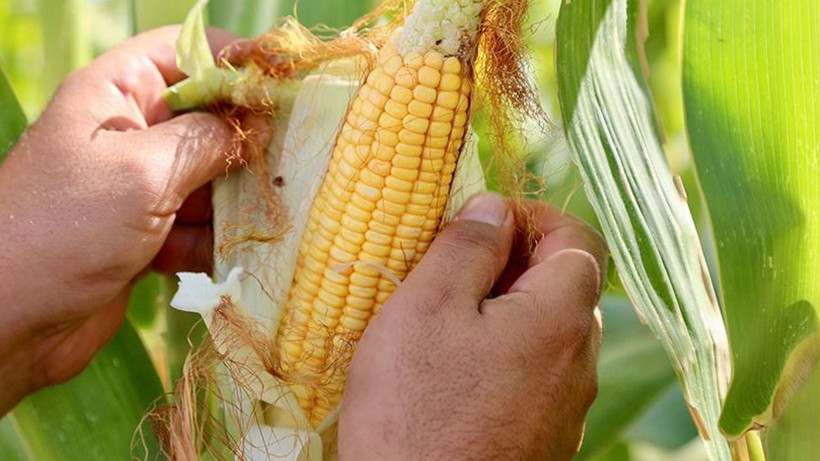 Meyve ve sebzelerde pestisit alarmı: Çilek, ıspanak ve elma zirvede - Resim: 8