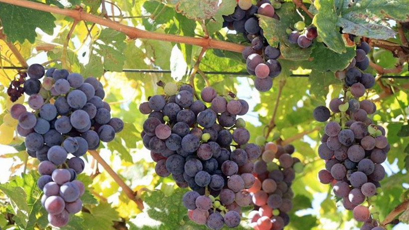 Meyve ve sebzelerde pestisit alarmı: Çilek, ıspanak ve elma zirvede - Resim: 7