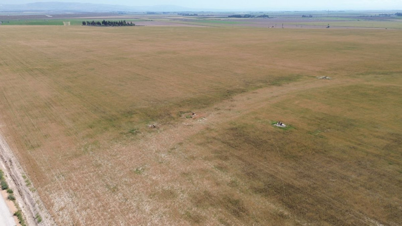 Türkiye'nin en verimli toprakları... Kurak vurdu, buğdayda tablo vahim! - Resim: 1