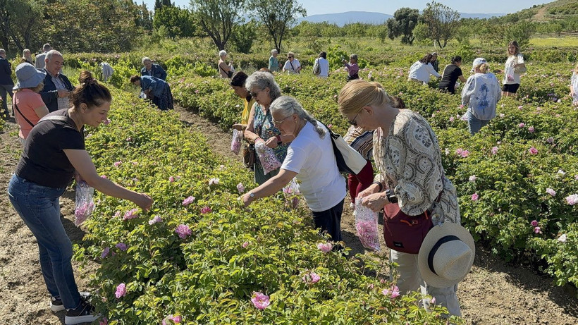 Gülün başkentinde hasat vakti! Isparta'da güller toplanmaya başlandı - Resim: 1
