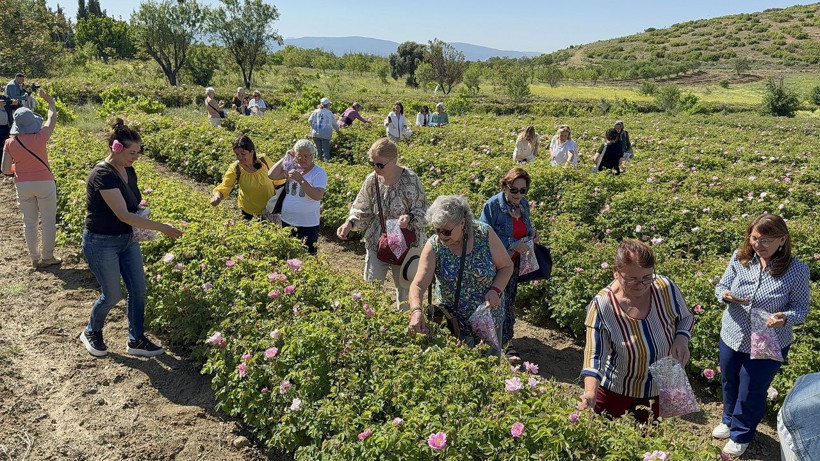 Gülün başkentinde hasat vakti! Isparta'da güller toplanmaya başlandı - Resim: 3