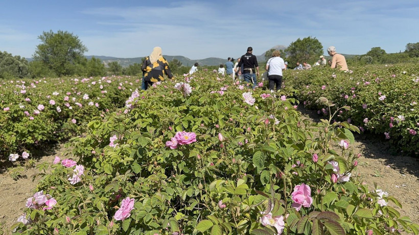 Gülün başkentinde hasat vakti! Isparta'da güller toplanmaya başlandı - Resim: 5
