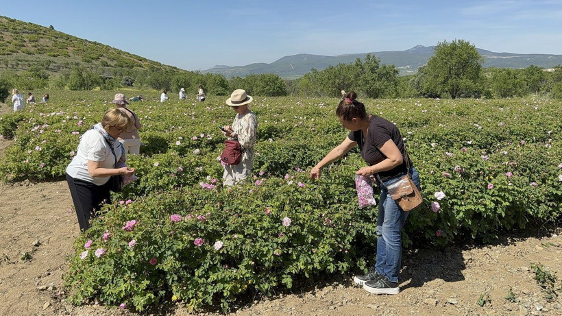 Gülün başkentinde hasat vakti! Isparta'da güller toplanmaya başlandı - Resim: 6