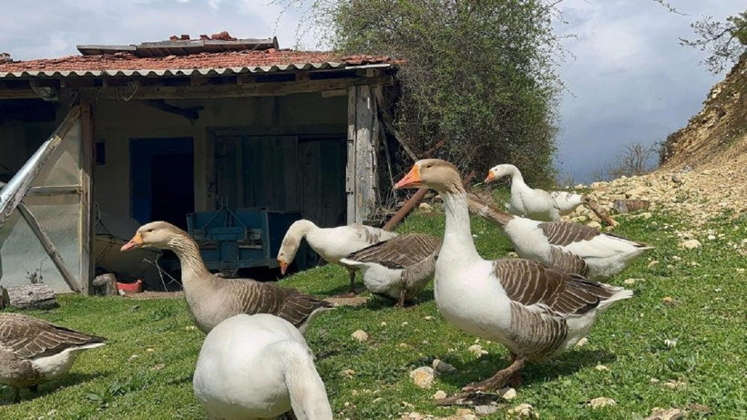 Bir zamanlar kick boksçuydu, şimdi kaz tüyünden yorgan ihraç ediyor - Resim: 1