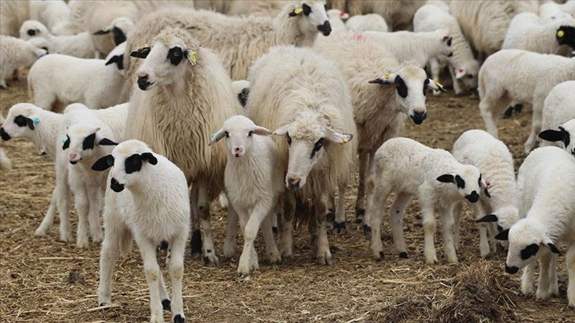 Kurban etinden en iyi kavurma nasıl, hayvanın neresinden yapılır? (Kavurma tarifi Haziran 2025) - Resim: 1