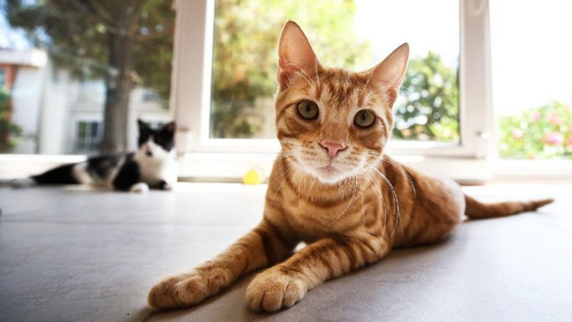 Kedilerin gizemli davranışı çözüldü! Masaların üzerindeki eşyaları neden düşürüyorlar? - Resim: 3