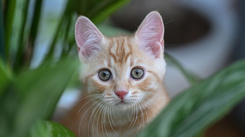 Kedilerin gizemli davranışı çözüldü! Masaların üzerindeki eşyaları neden düşürüyorlar? - Resim: 4