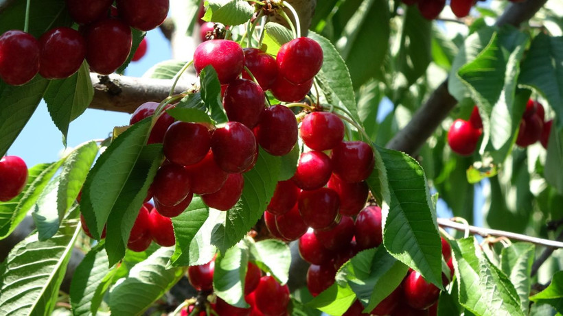 Bu kiraz özel kiraz! Kilosu 400 liradan başlıyor, 700 liraya kadar çıkıyor - Resim: 1