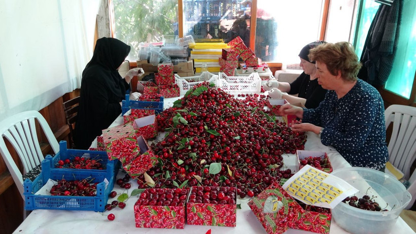 Bu kiraz özel kiraz! Kilosu 400 liradan başlıyor, 700 liraya kadar çıkıyor - Resim: 3