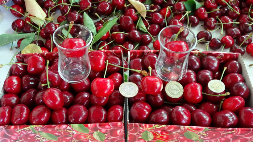 Bu kiraz özel kiraz! Kilosu 400 liradan başlıyor, 700 liraya kadar çıkıyor - Resim: 4