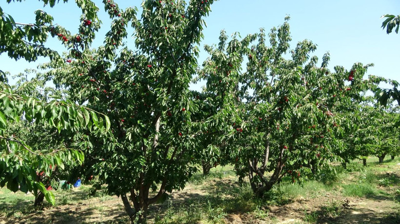 Bu kiraz özel kiraz! Kilosu 400 liradan başlıyor, 700 liraya kadar çıkıyor - Resim: 6