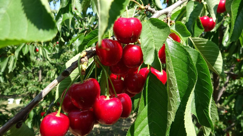 Bu kiraz özel kiraz! Kilosu 400 liradan başlıyor, 700 liraya kadar çıkıyor - Resim: 7