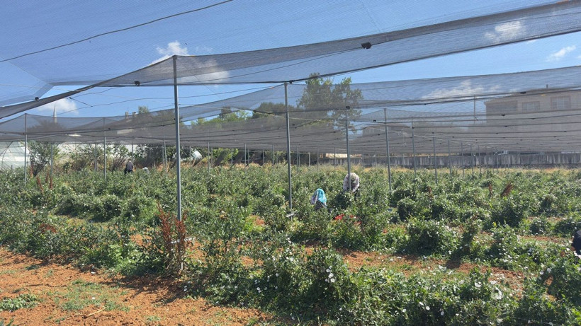 İstanbul’da yaban mersini verimi ortalamanın üzerine çıktı! - Resim: 1