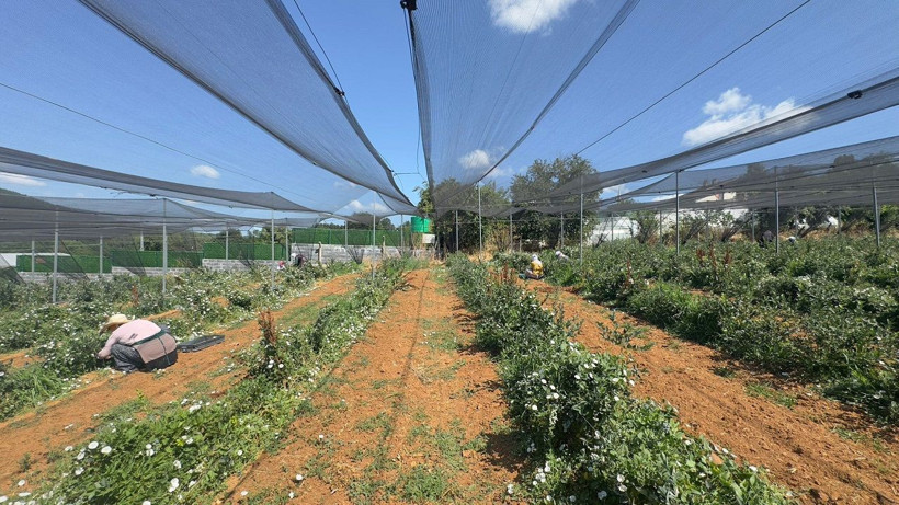 İstanbul’da yaban mersini verimi ortalamanın üzerine çıktı! - Resim: 2