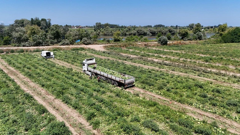 Bafra Ovası'nda hasat zamanı: Kavun-karpuz bolluğu dikkat çekiyor - Resim: 1