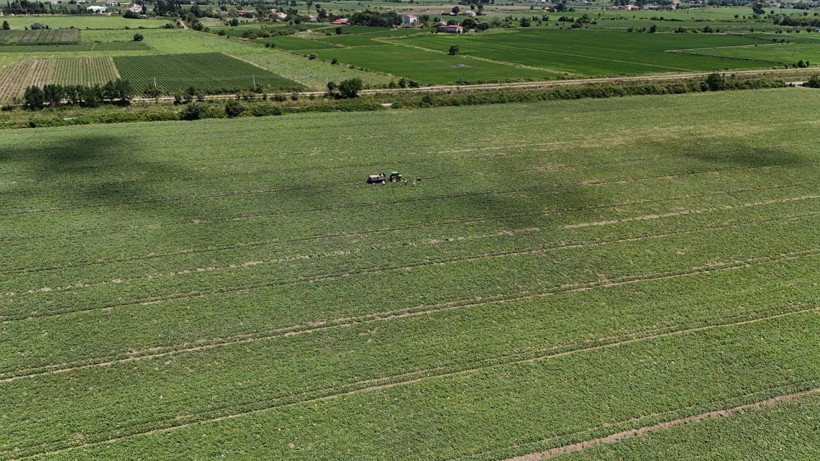 Bafra Ovası'nda hasat zamanı: Kavun-karpuz bolluğu dikkat çekiyor - Resim: 5