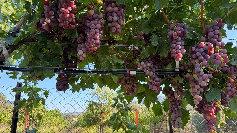 Antalya'da üzüm hasadı başlıyor: Rekoltede yüzde 25 artış beklentisi - Resim: 1