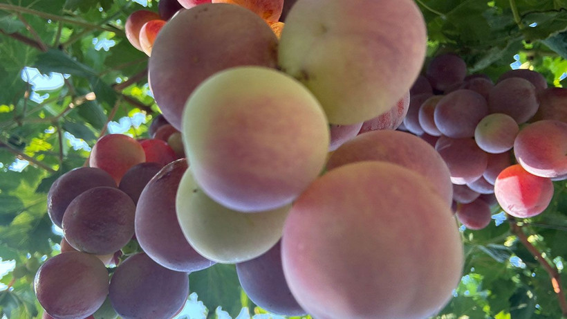 Antalya'da üzüm hasadı başlıyor: Rekoltede yüzde 25 artış beklentisi - Resim: 2