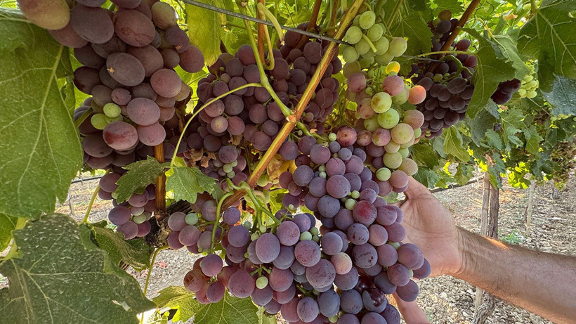Antalya'da üzüm hasadı başlıyor: Rekoltede yüzde 25 artış beklentisi - Resim: 3