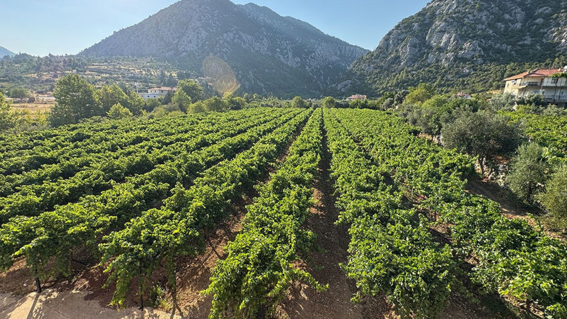 Antalya'da üzüm hasadı başlıyor: Rekoltede yüzde 25 artış beklentisi - Resim: 4