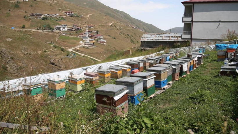 Çiftçileri üzen zirai don arıcıları şaşkına çevirdi: Anzer balında rekor rekolte! - Resim: 7