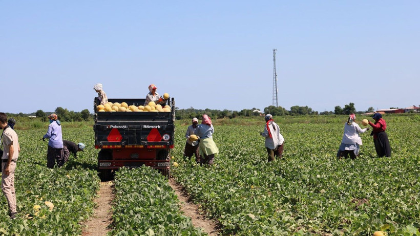Tarımda planlama eksikliği fiyatları vurdu: Karpuz tarlada 2, markette 8,5 TL - Resim: 1